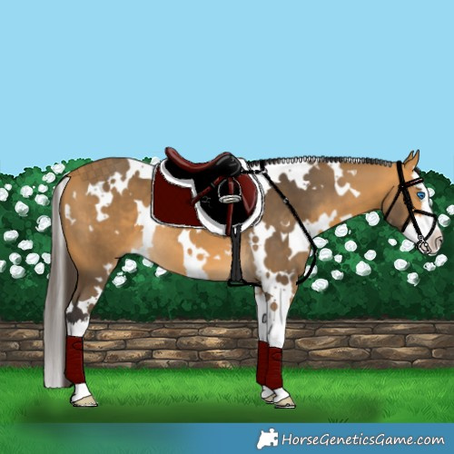 Horse Color:White Spotted Buckskin Splash