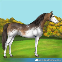 Horse Color:White Spotted Buckskin Sabino 