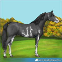 Horse Color:Black Sabino Rabicano 
