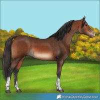 Horse Color:Bay Sabino Tobiano Rabicano 