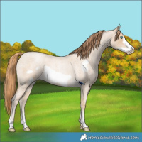 Horse Color:Buckskin Roan Pearl Frame