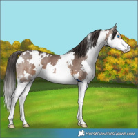 Horse Color:White Spotted Brown Splash
