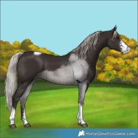 Horse Color:Silver Brown Sabino Tobiano