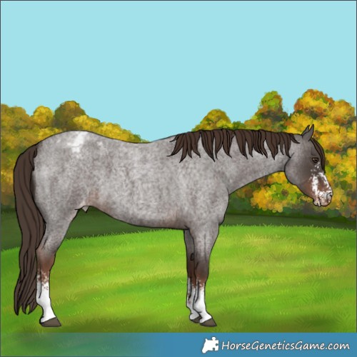 Horse Color:Liver Red Roan Sabino Appaloosa