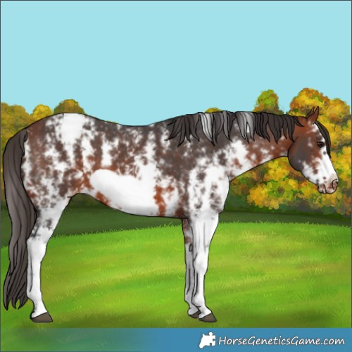 Horse Color:Bay Sabino Frame Appaloosa