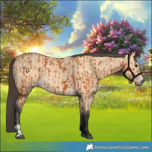 Horse Color:Bay  and Buckskin 