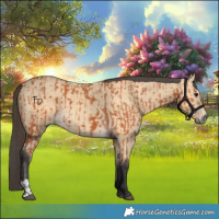 Horse Color:Bay  and Buckskin 