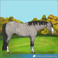 Horse Color:Grullo Roan Sabino Rabicano 