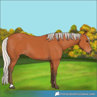 Horse Color:Silver Bay 