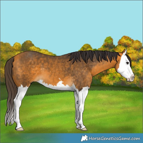 Horse Color:Buckskin Splash