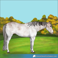 Horse Color:White Spotted Bay 