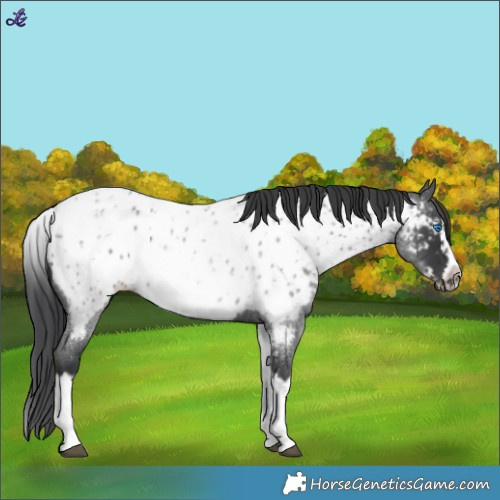 Horse Color:White Spotted Blue Roan Splash Frame Appaloosa