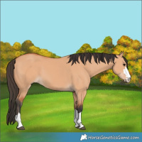 Horse Color:Bay Dun