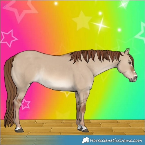 Horse Color:Red Dun Rabicano 
