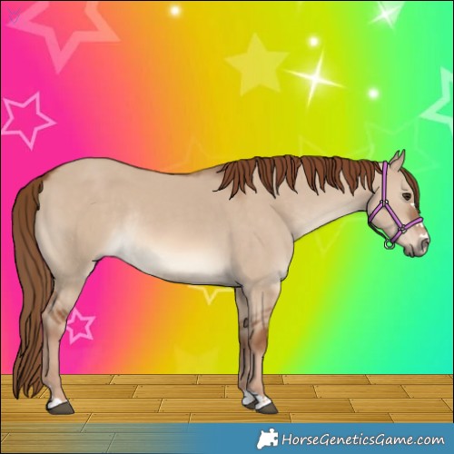 Horse Color:Red Dun Rabicano 