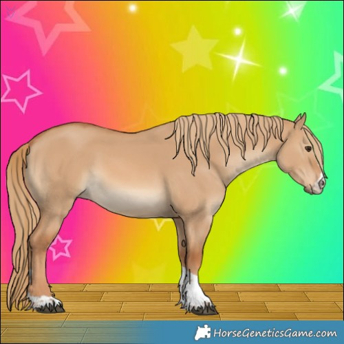 Horse Color:Red Dun Rabicano 