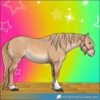 Horse Color:Red Dun Rabicano 