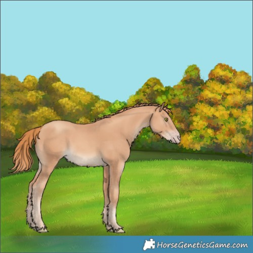 Horse Color:Gold Champagne Rabicano 