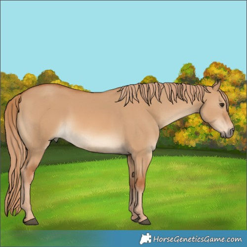 Horse Color:Red Dun Rabicano 