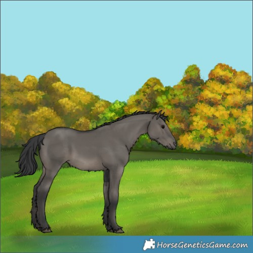 Horse Color:Grullo Rabicano 