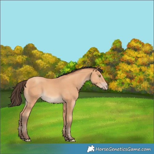 Horse Color:Amber Champagne Rabicano 