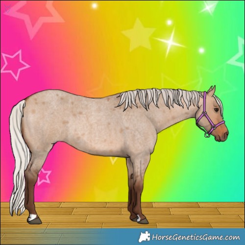 Horse Color:Silver Bay Roan Dun Rabicano 