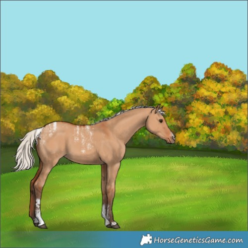 Horse Color:Powder White Silver Bay Dun 