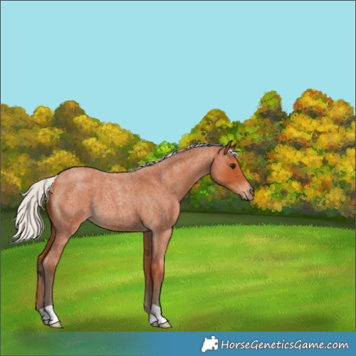 Horse Color:Silver Bay Roan 
