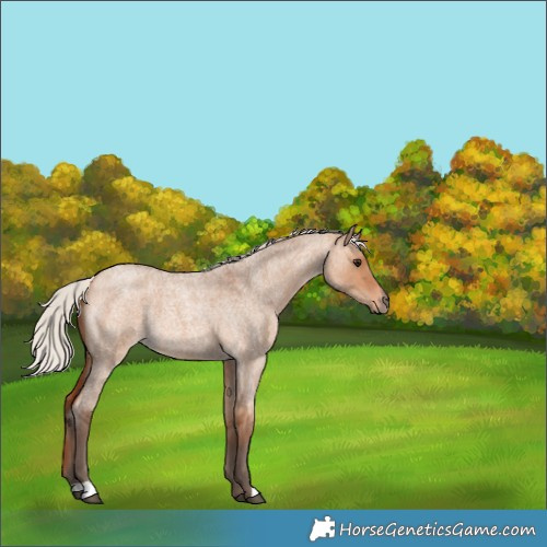 Horse Color:Silver Bay Roan Dun 