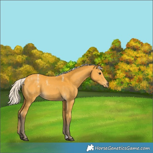 Horse Color:Powder White Silver Buckskin 