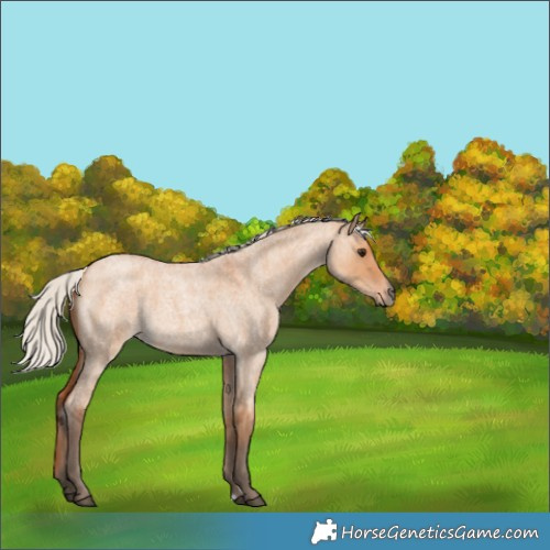 Horse Color:Silver Bay Roan Dun 