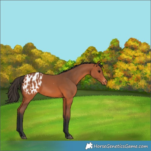 Horse Color:Bay Appaloosa 