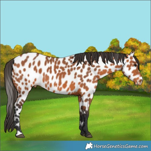 Horse Color:Bay Appaloosa 