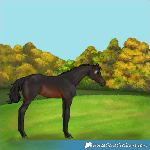 Horse Color:Gray Brown 