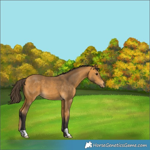 Horse Color:Buckskin 