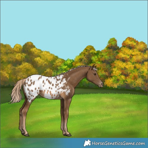 Horse Color:Chocolate Palomino Appaloosa 