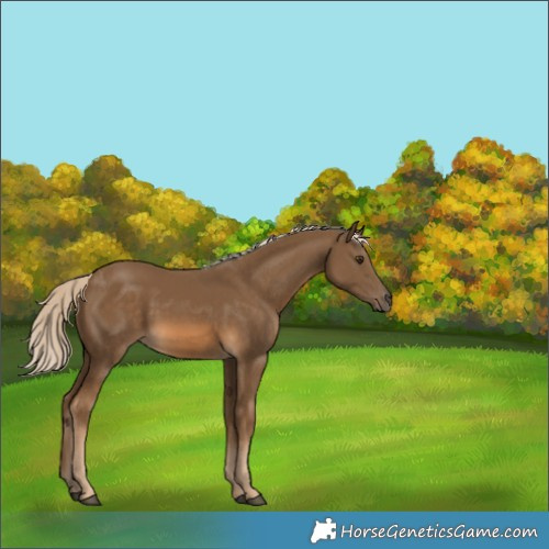 Horse Color:Chocolate Palomino 