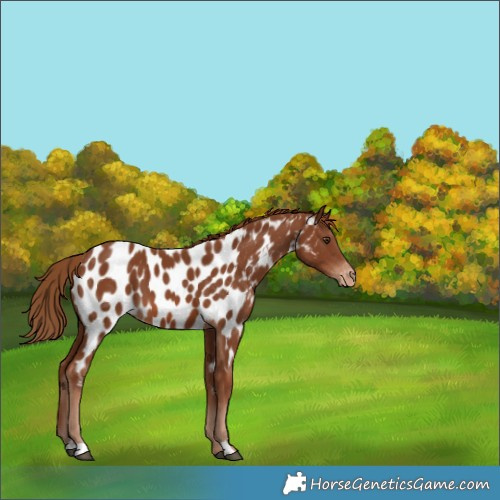 Horse Color:Chestnut Appaloosa 