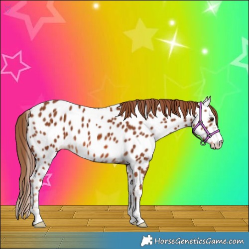 Horse Color:Chestnut Appaloosa 