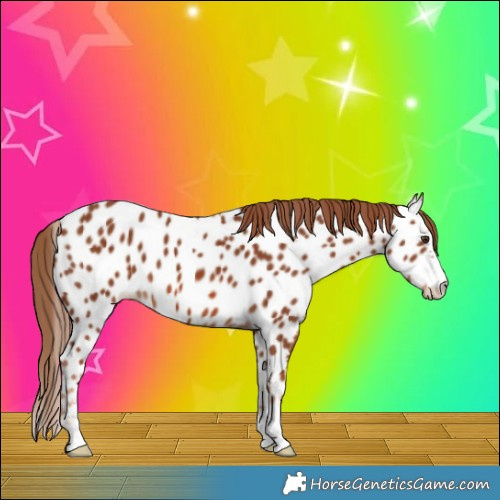 Horse Color:Chestnut Appaloosa 