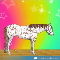 Horse Color:Chestnut Near Leopard