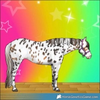 Horse Color:Buckskin Near Leopard 