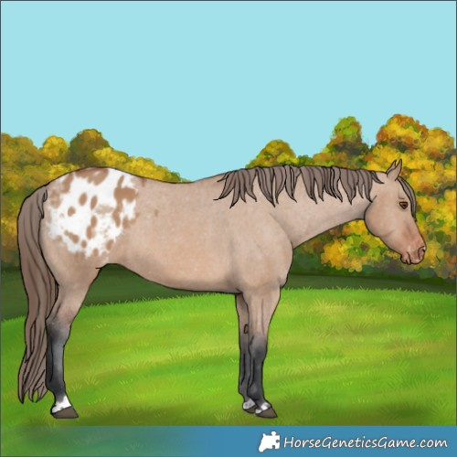 Horse Color:Bay Dun Appaloosa 