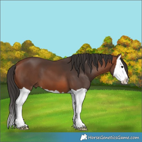 Horse Color:Bay Splash 