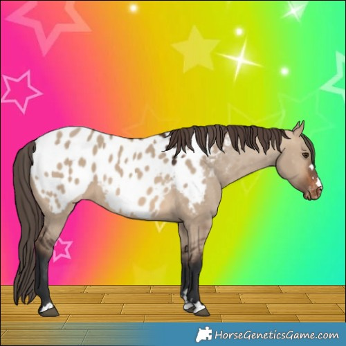 Horse Color:Brown Dun Appaloosa 