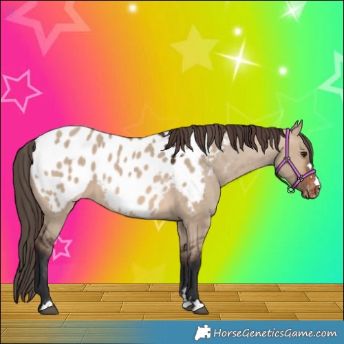 Horse Color:Brown Dun Appaloosa 