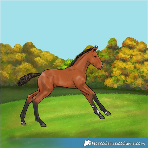 Horse Color:Bay 