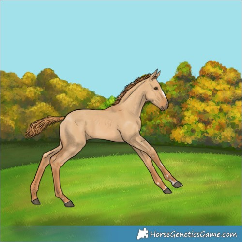 Horse Color:Red Dun 