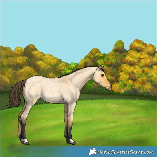 Horse Color:Buckskin Roan Dun 