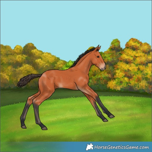 Horse Color:Bay 
